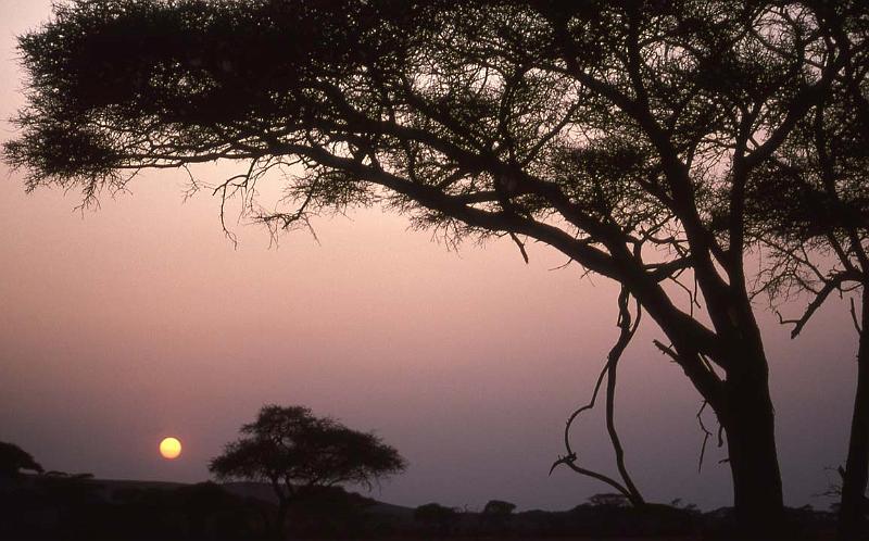 RWT 0197 212-11 Kenya Acacia Sunset.jpg